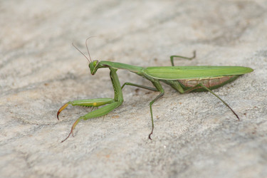 Similar image 1563898