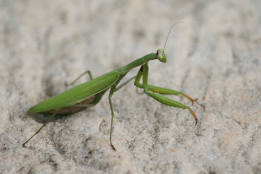 Similar image 1563899