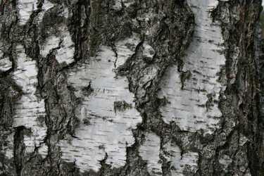 Similar image 1563901