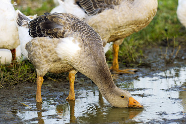 Similar image 1565908