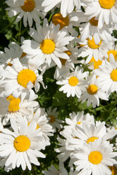 Similar image 1565989