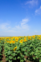 Similar image 1566016