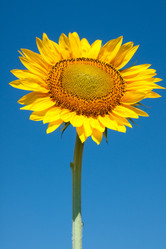 Similar image 1566033