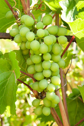 Similar image 1566059