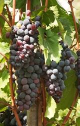 Similar image 1566111