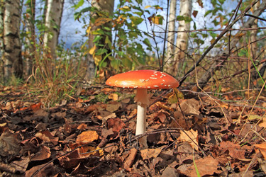 Similar image 1566305