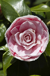 Similar image 1567416