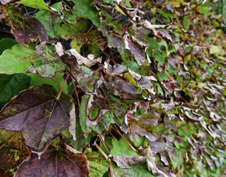 Similar image 1568462