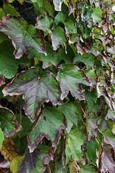 Similar image 1568473