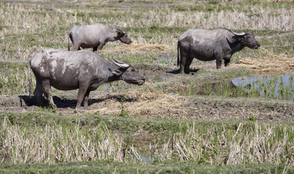 Similar image 1568511