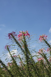 Similar image 1570418