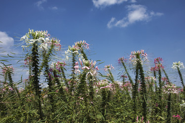 Similar image 1570426