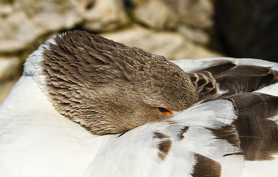 Similar image 1571821