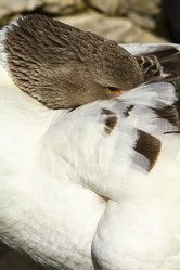 Similar image 1571837