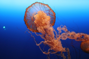 Similar image 1573120