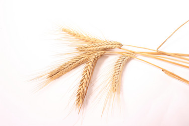 Similar image 1573402