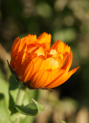 Similar image 1573442