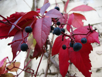 Similar image 1574769