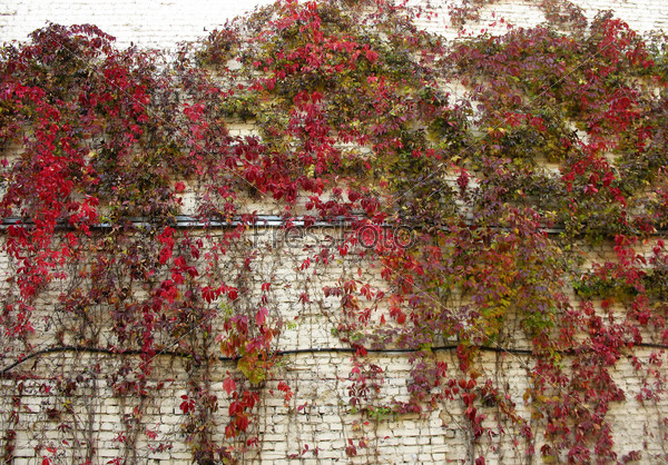 Виноград на стене дома
