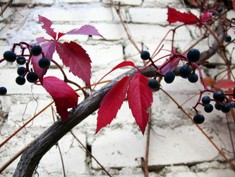 Similar image 1574782