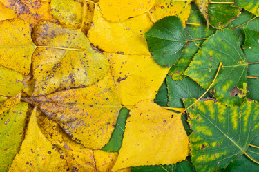 Similar image 1574895