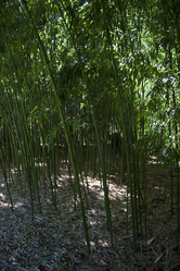 Similar image 1574964