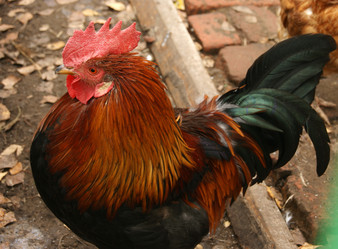 Similar image 1576092