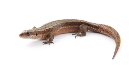 Similar image 1576930