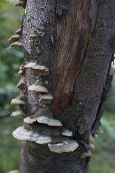 Similar image 1577141