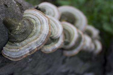 Similar image 1577145