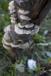 Similar image 1577146