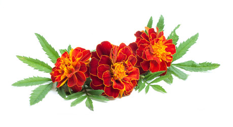 Similar image 1577476