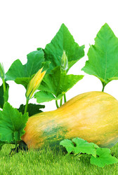 Similar image 1577484