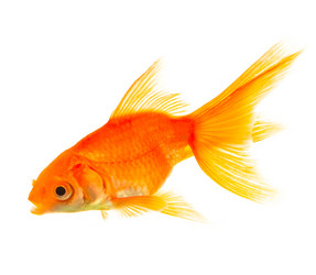 Similar image 1577554