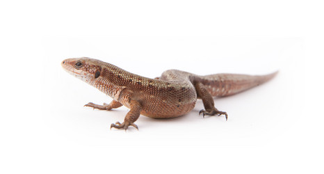 Similar image 1577980