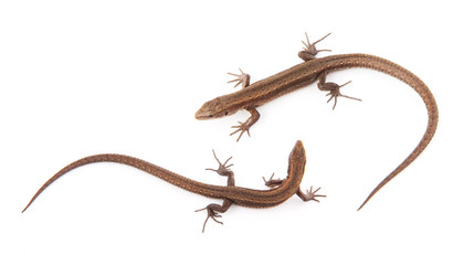 Similar image 1577989