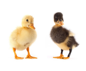 Similar image 1578040