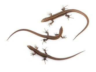 Similar image 1578049