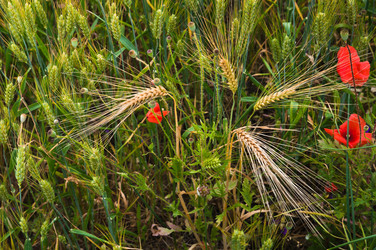 Similar image 1578399