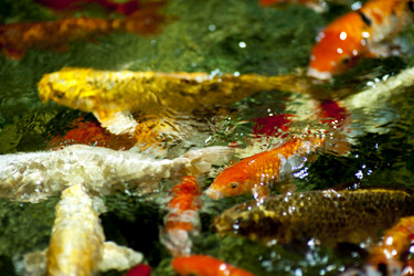 Similar image 1579162