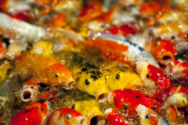 Similar image 1579215