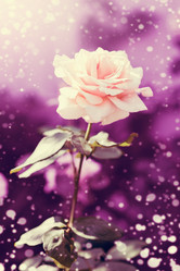 Similar image 1579495