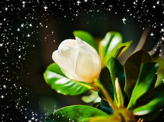 Similar image 1579529