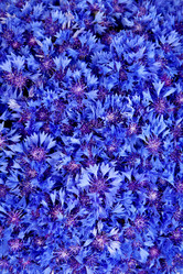 Similar image 1579711