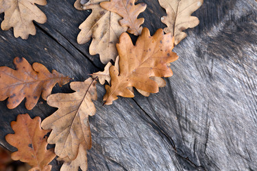 Similar image 1579739