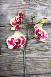 Similar image 1580466