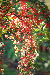 Similar image 1581220