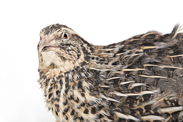 Similar image 1581286