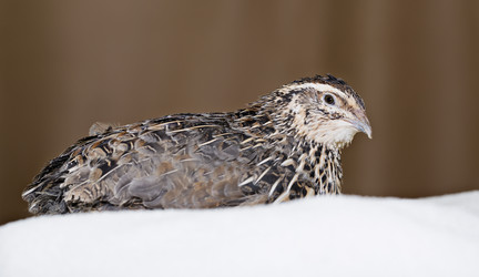 Similar image 1581287