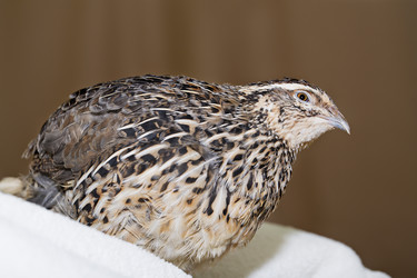 Similar image 1581291